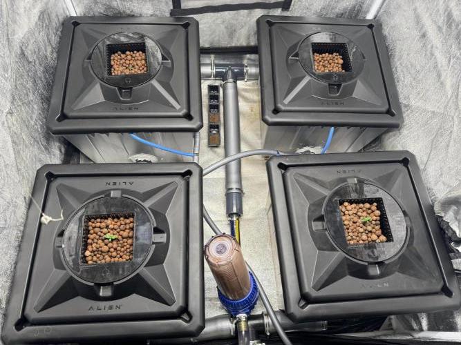 First Rdwc grow. Week 1 - Down right is the jack herrer auto. The other 3 are Imperium X Auto