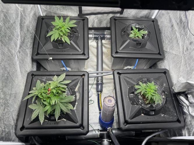 First Rdwc grow. Week 4