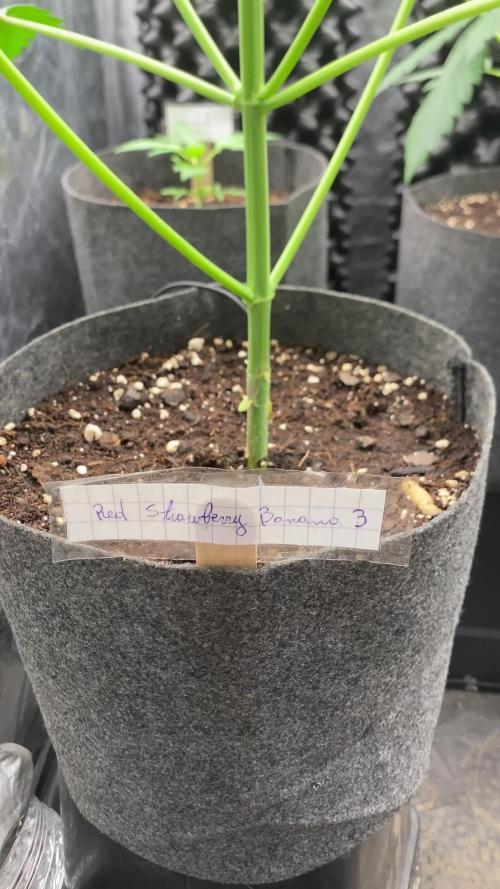 Red Strawberry Banana auto