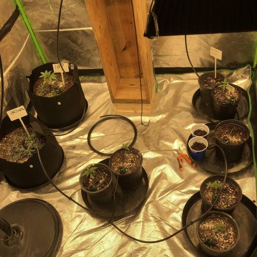 Fastbuds , ethos , nfg grow blumats soil. Week 1 - Everything is happy