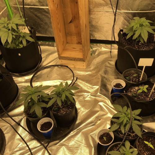 Fastbuds , ethos , nfg grow blumats soil. Week 1 - Happy plants 