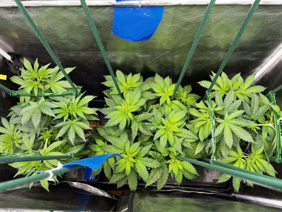 Who let the Dawgs out?. Week 5