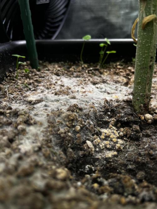 Who let the Dawgs out?. Week 6