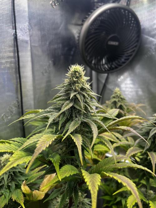 Who let the Dawgs out?. Week 10