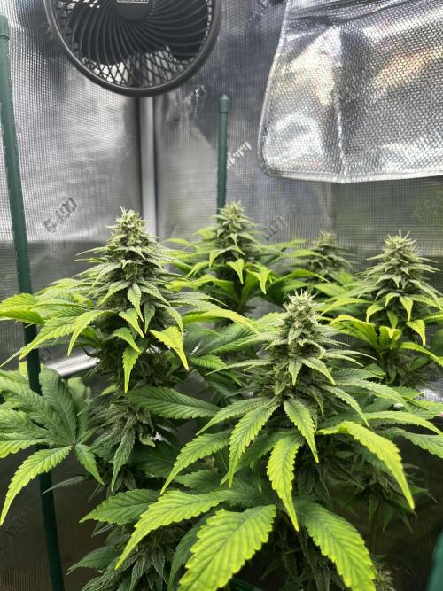 Who let the Dawgs out?. Week 10