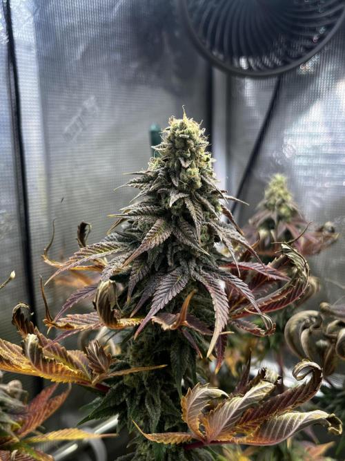 Who let the Dawgs out?. Week 13