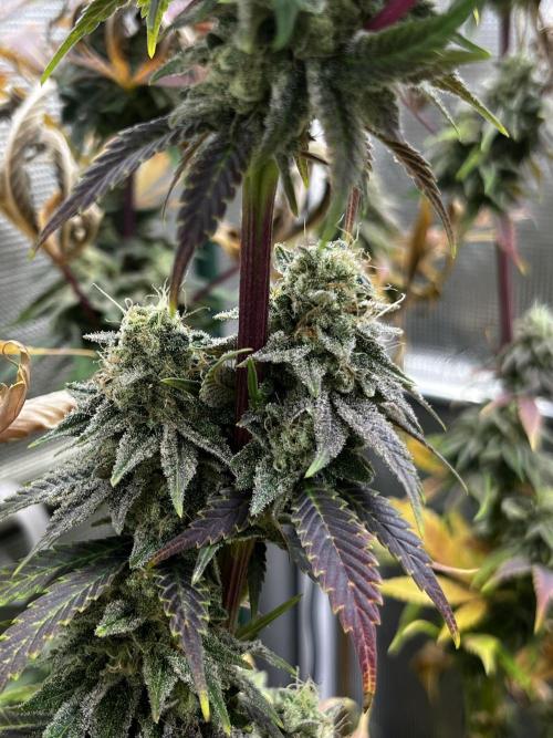 Who let the Dawgs out?. Week 13