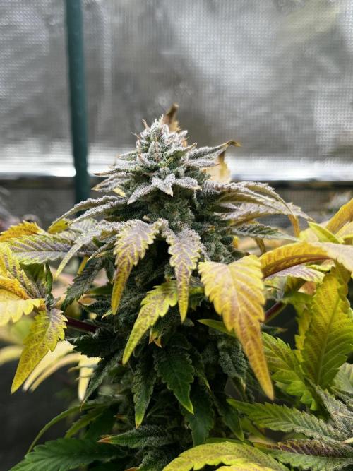 Who let the Dawgs out?. Week 13