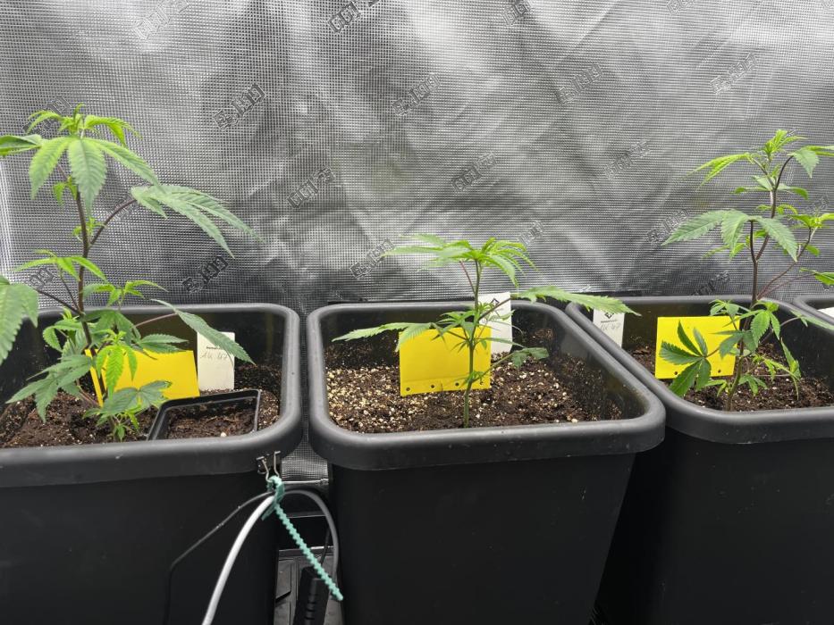 Old School Clone Run. Week 1