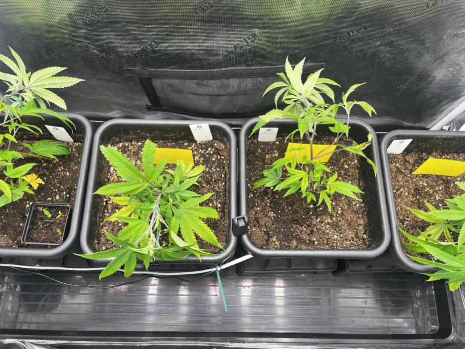 Old School Clone Run. Week 2