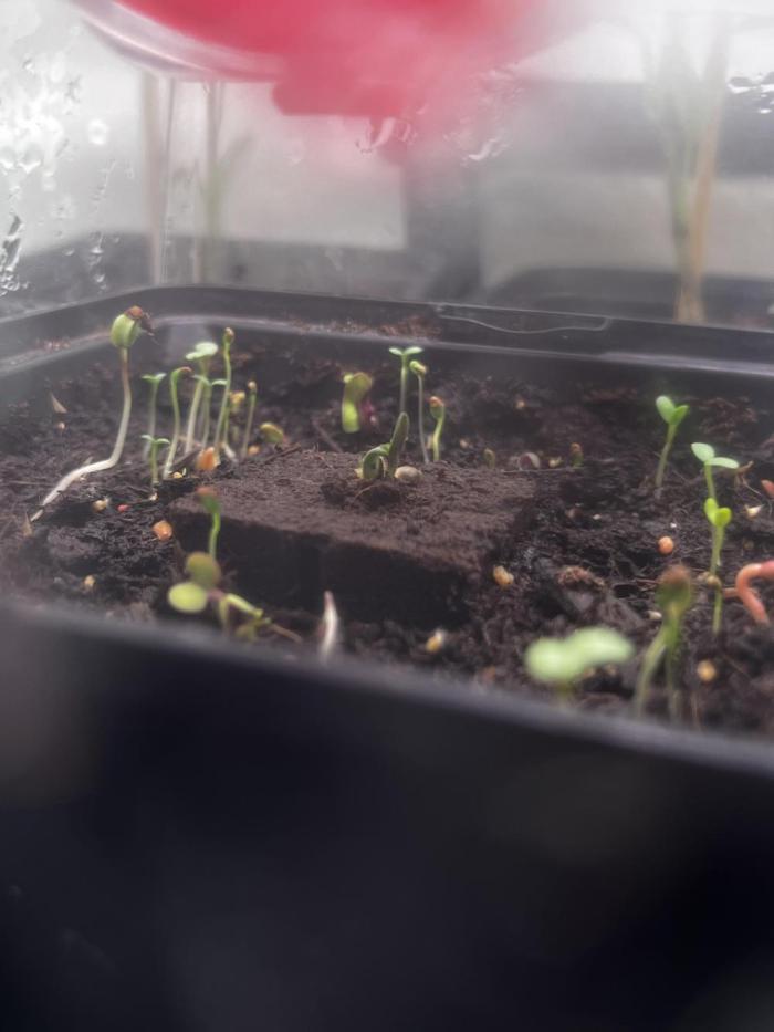 Bonus Seed Project: Orange Bud Micro. Week 1