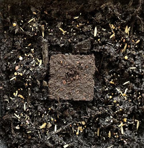 Bonus Seed Project: Orange Bud Micro. Week 0