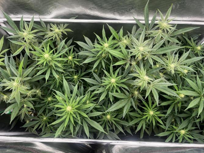 Old School Clone Run. Week 7