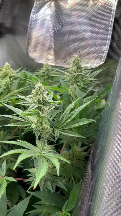 Spuds first Strike (here on growdiaries): SSSCs Strawberry Cookies - Bio Grow