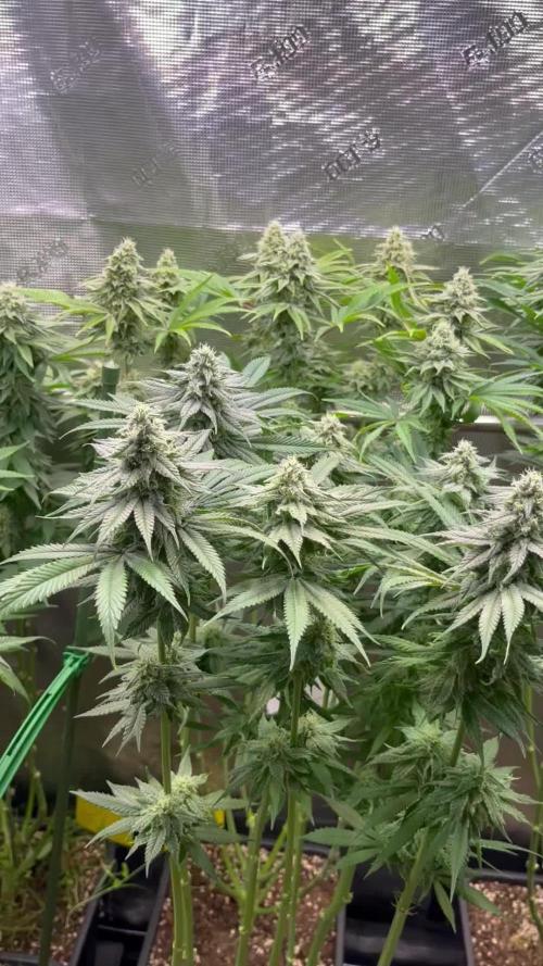 Spuds first Strike (here on growdiaries): SSSCs Strawberry Cookies - Bio Grow