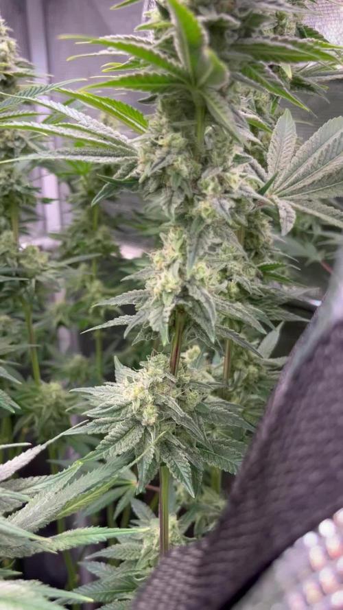 Spuds first Strike (here on growdiaries): SSSCs Strawberry Cookies - Bio Grow