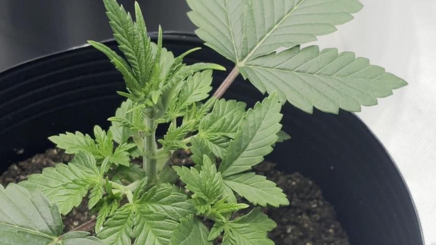 Mimosa x Orange Punch,  grow 80cm x 80cm