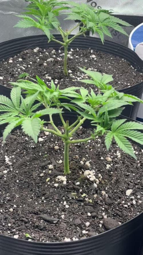 Mimosa x Orange Punch,  grow 80cm x 80cm