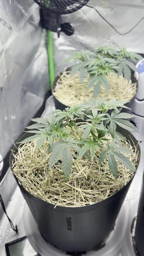 Mimosa x Orange Punch,  grow 80cm x 80cm
