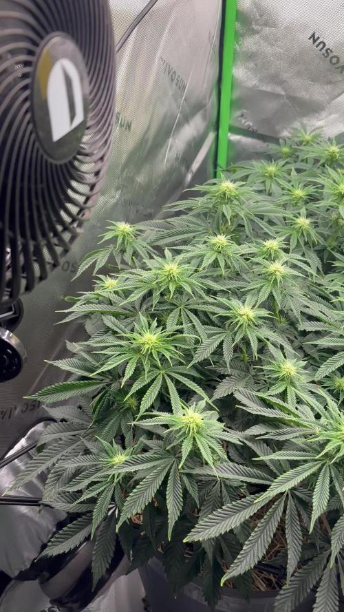 Mimosa x Orange Punch,  grow 80cm x 80cm