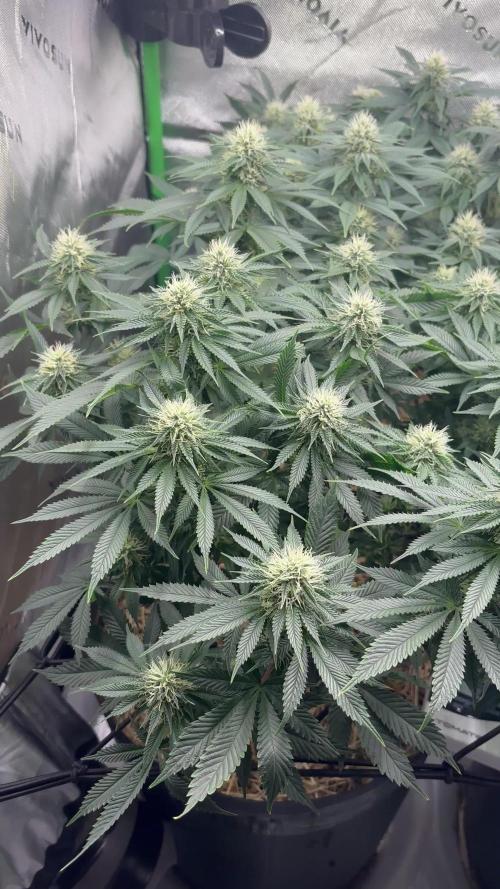 Mimosa x Orange Punch,  grow 80cm x 80cm