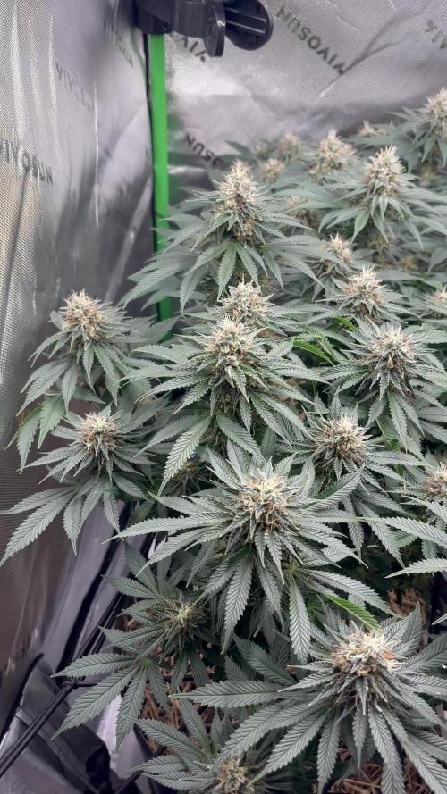 Mimosa x Orange Punch,  grow 80cm x 80cm