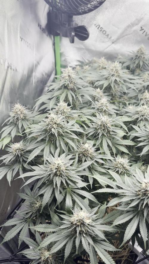 Mimosa x Orange Punch,  grow 80cm x 80cm