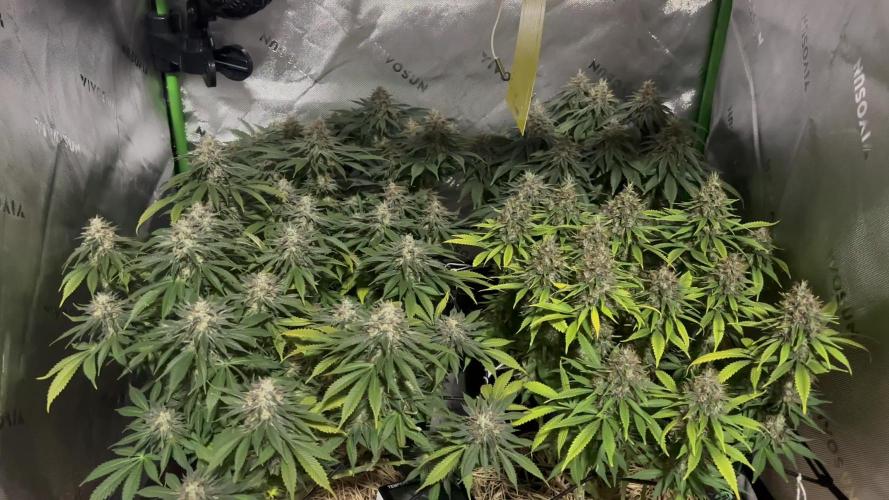 Mimosa x Orange Punch,  grow 80cm x 80cm