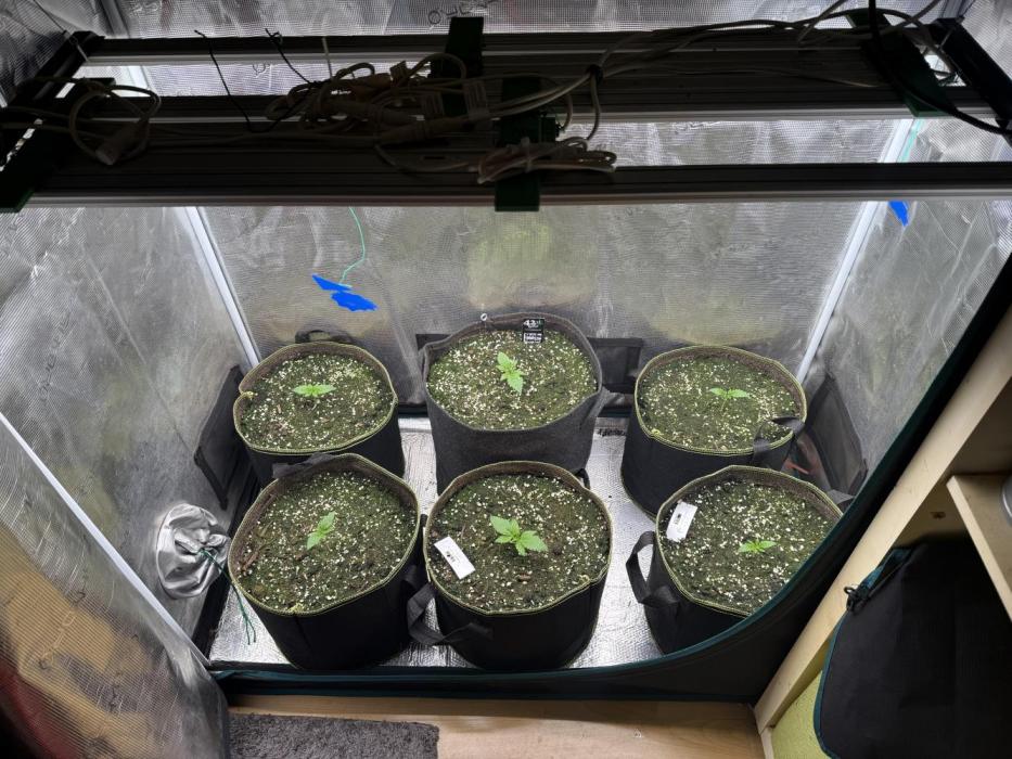 5th grow, with advanced nutrients setup. Week 0