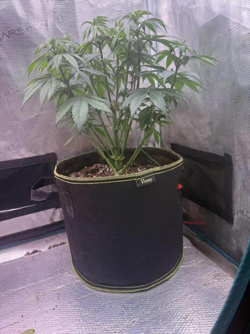 5th grow, with advanced nutrients setup. Week 8