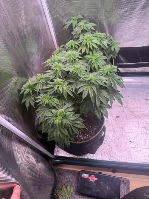 5th grow, with advanced nutrients setup. Week 8