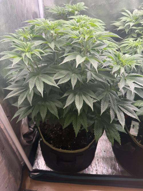 5th grow, with advanced nutrients setup. Week 9