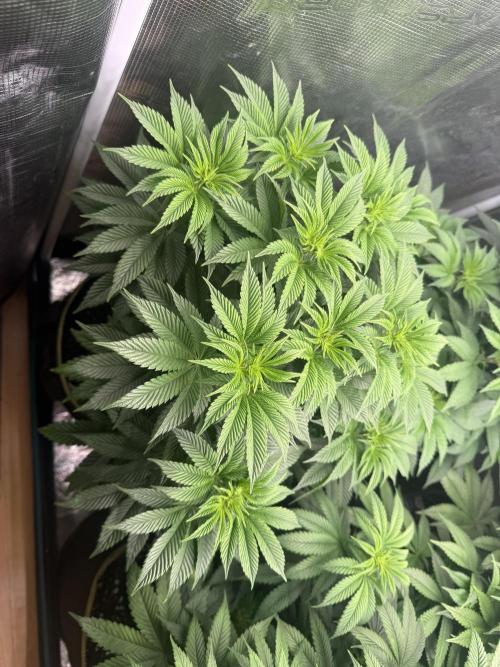 5th grow, with advanced nutrients setup. Week 9