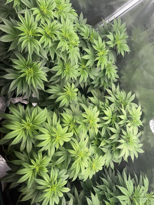 5th grow, with advanced nutrients setup. Week 9