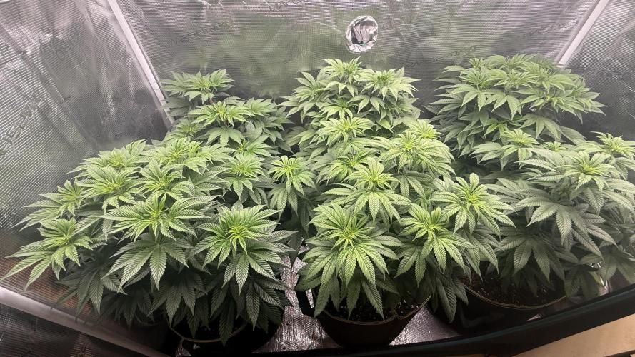 5th grow, with advanced nutrients setup. Week 9