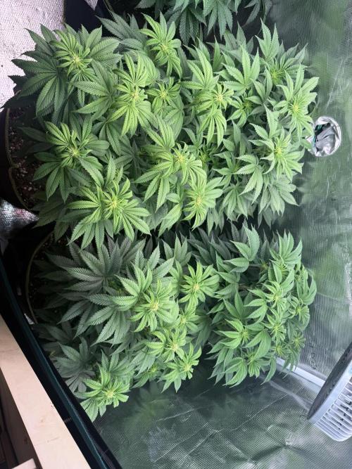 5th grow, with advanced nutrients setup. Week 10