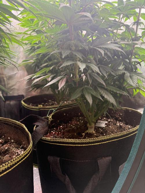 5th grow, with advanced nutrients setup. Week 10