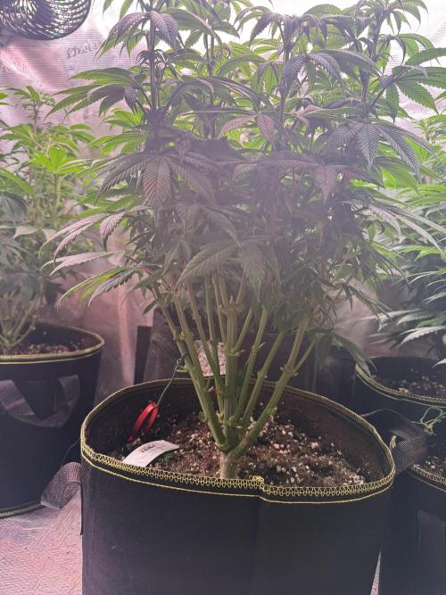 5th grow, with advanced nutrients setup. Week 10