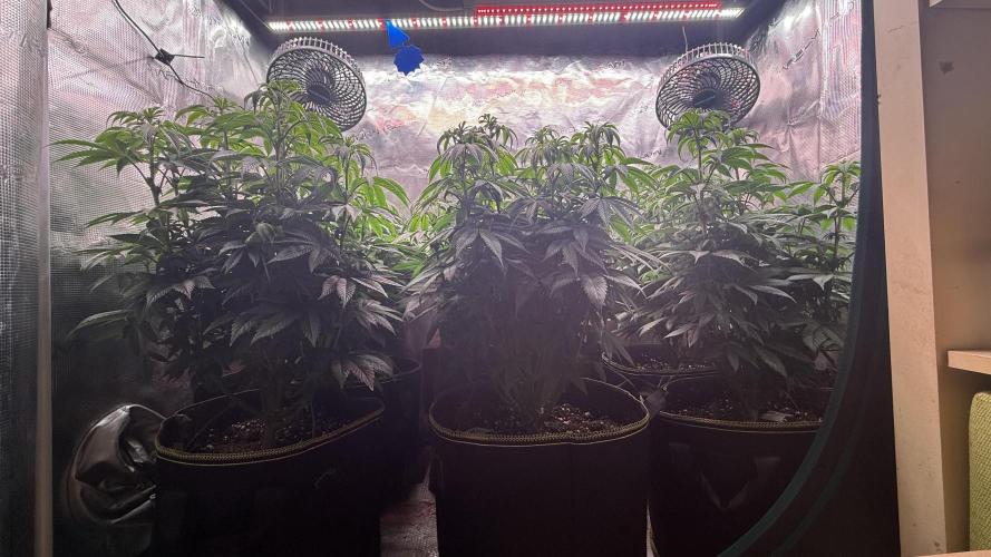 5th grow, with advanced nutrients setup. Week 10