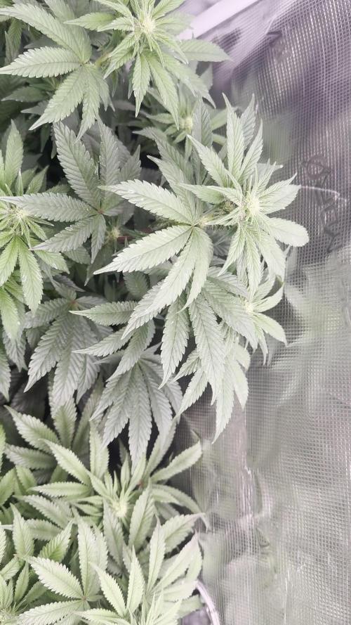 5th grow, with advanced nutrients setup