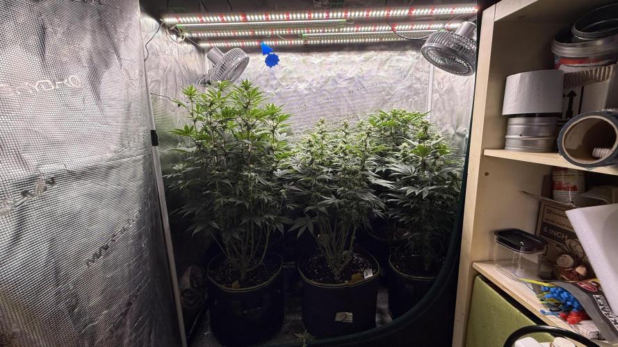 5th grow, with advanced nutrients setup. Week 12 - Before Defoliating