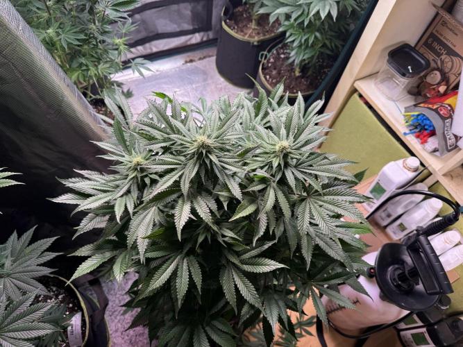 5th grow, with advanced nutrients setup. Week 12 - Before Defoliating