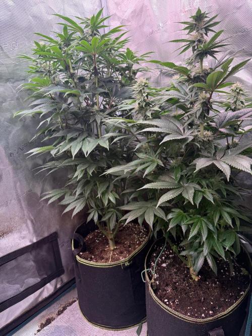 5th grow, with advanced nutrients setup. Week 12 - Before Defoliating