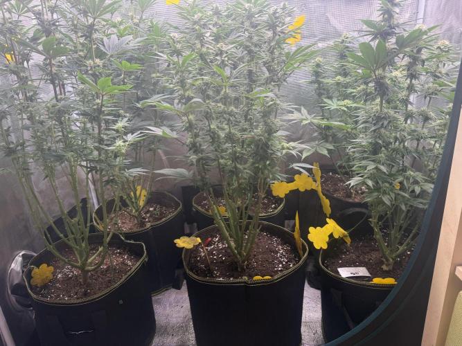 5th grow, with advanced nutrients setup. Week 12 - After Defoliating