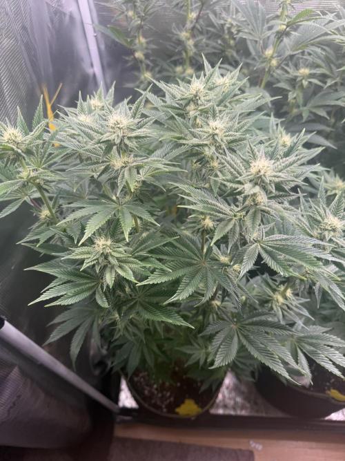 5th grow, with advanced nutrients setup. Week 12