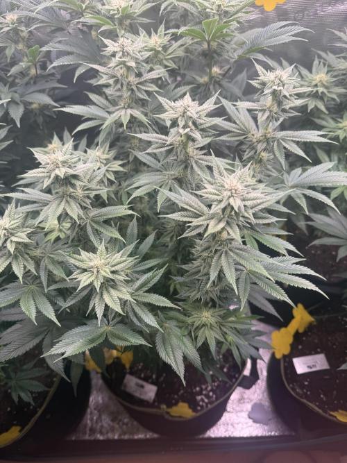 5th grow, with advanced nutrients setup. Week 12