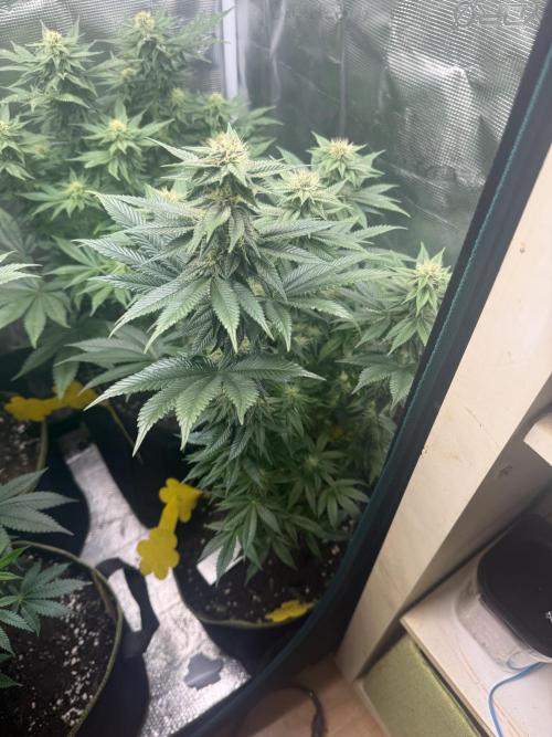 5th grow, with advanced nutrients setup. Week 12