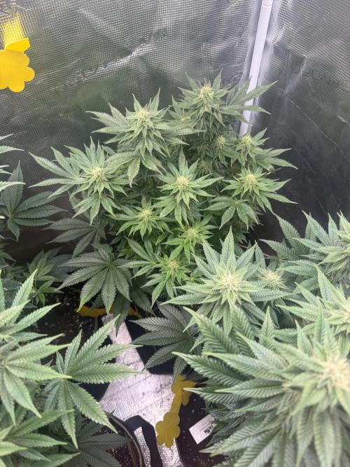 5th grow, with advanced nutrients setup. Week 12