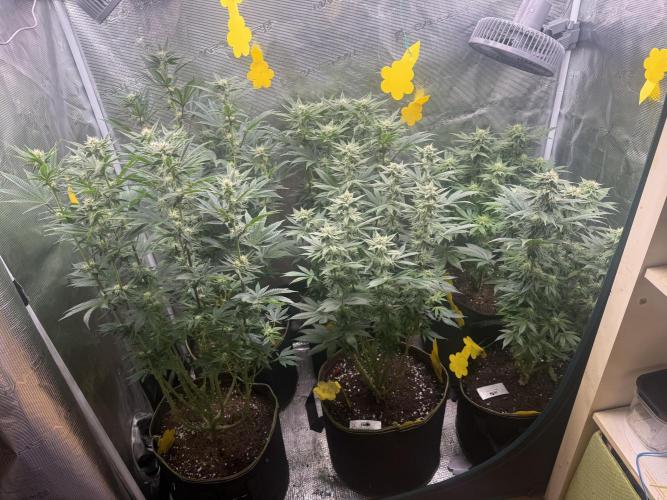 5th grow, with advanced nutrients setup. Week 12