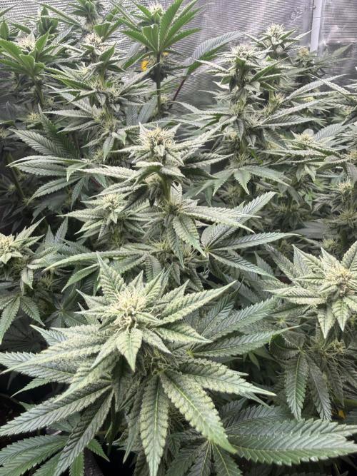 5th grow, with advanced nutrients setup. Week 12